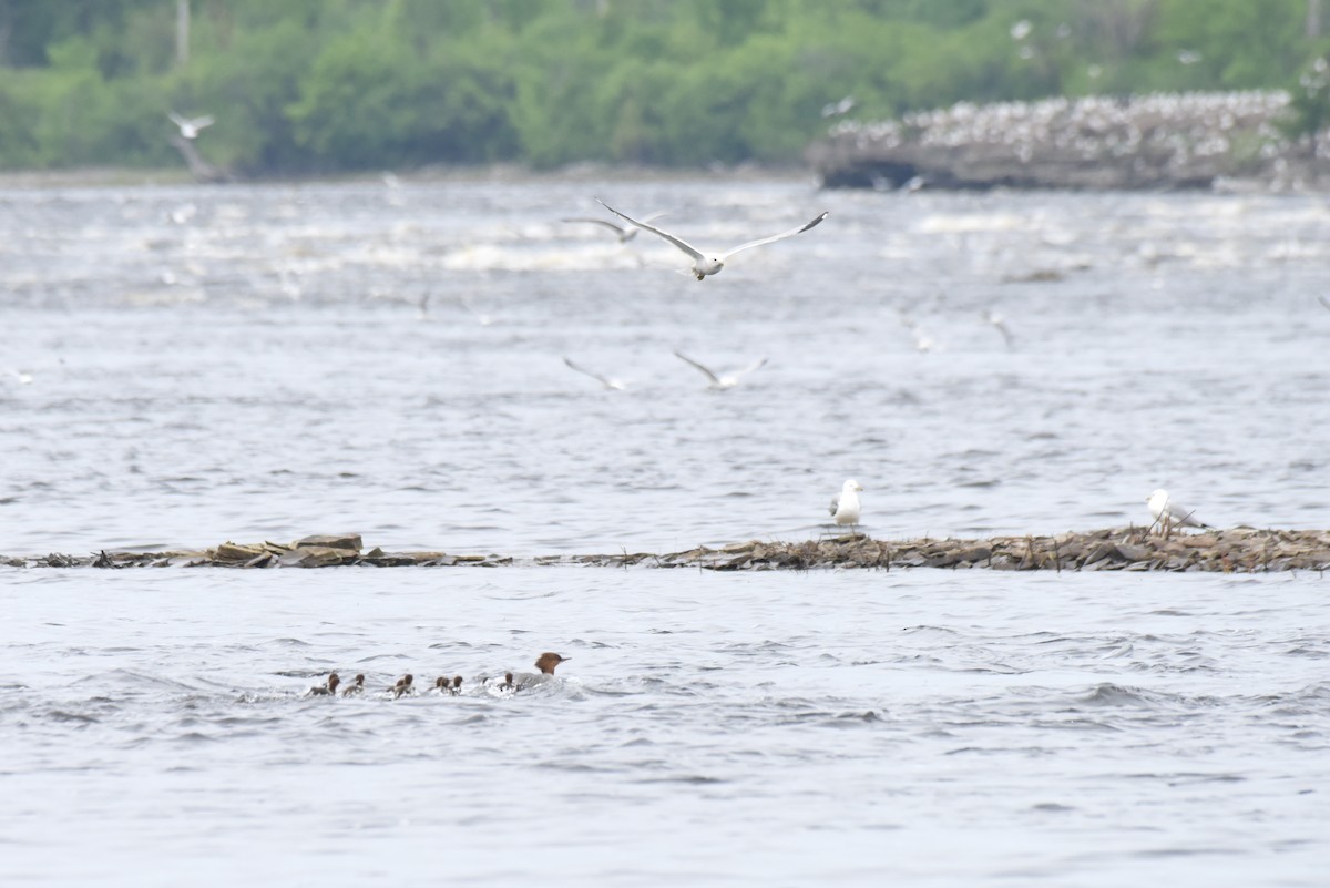 Common Merganser - ML619762637