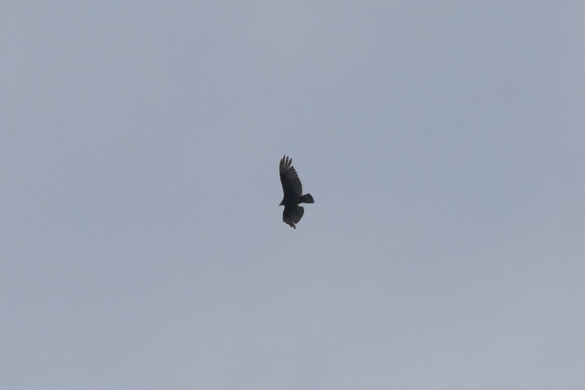 Turkey Vulture - ML619762639