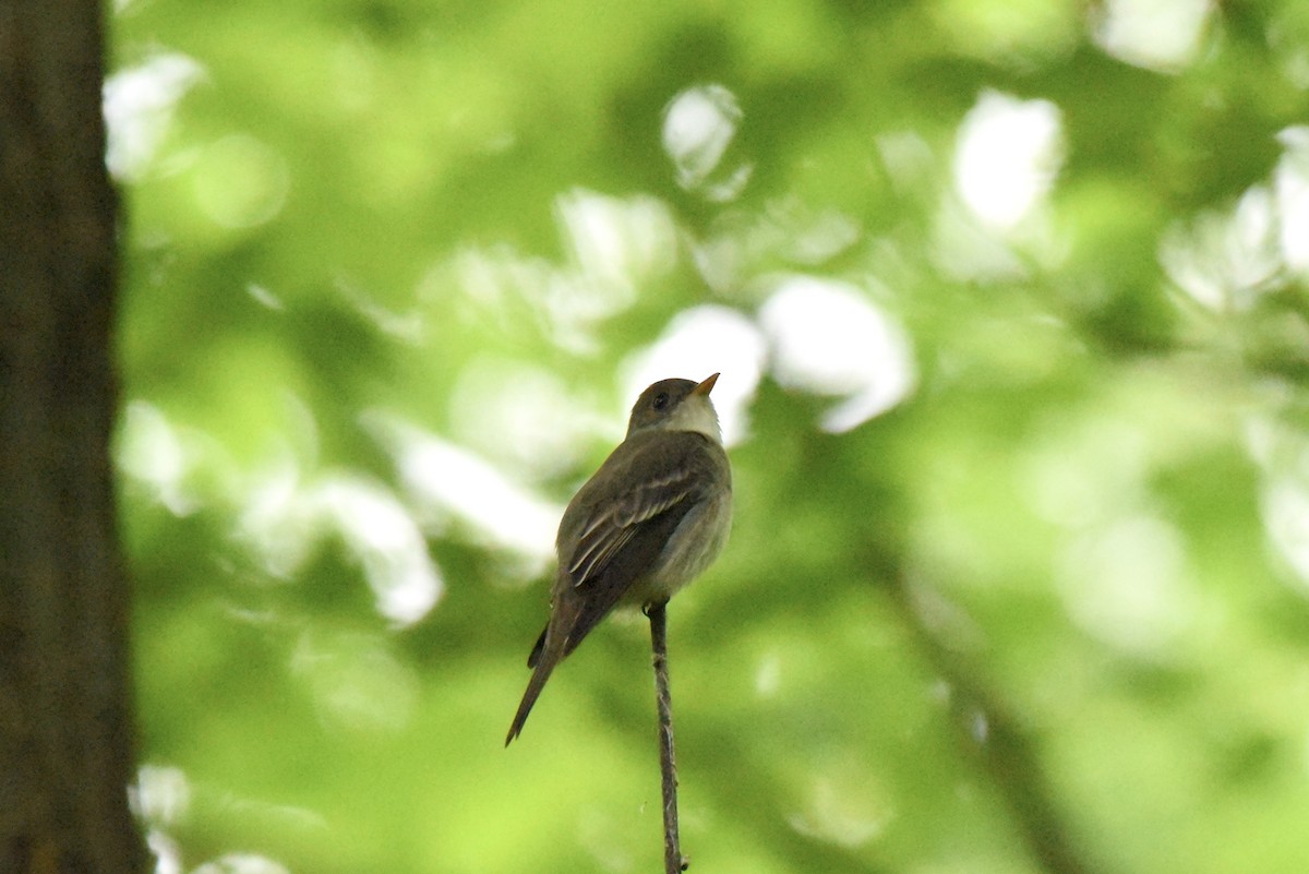 Eastern Wood-Pewee - ML619762641