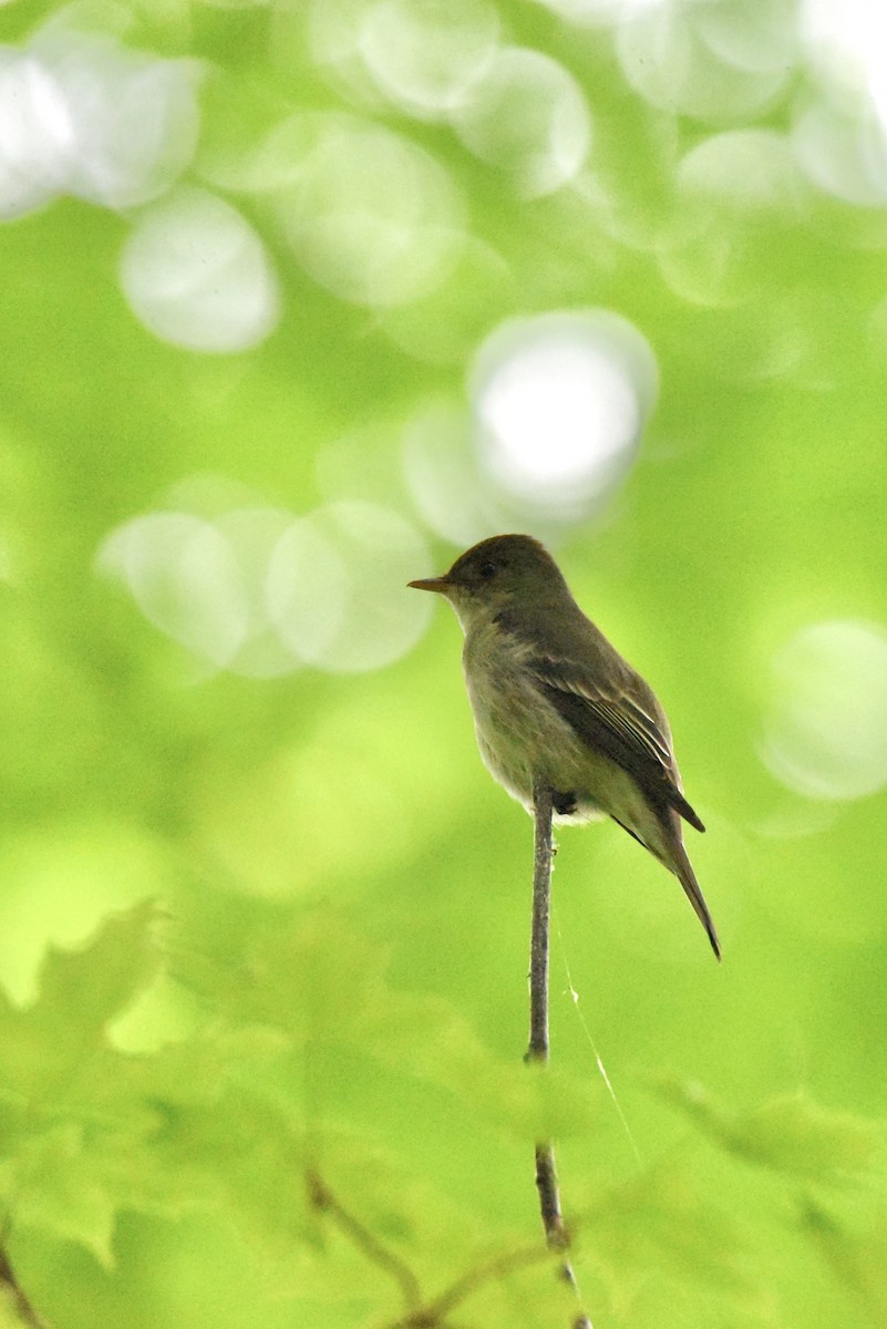 Eastern Wood-Pewee - ML619762642