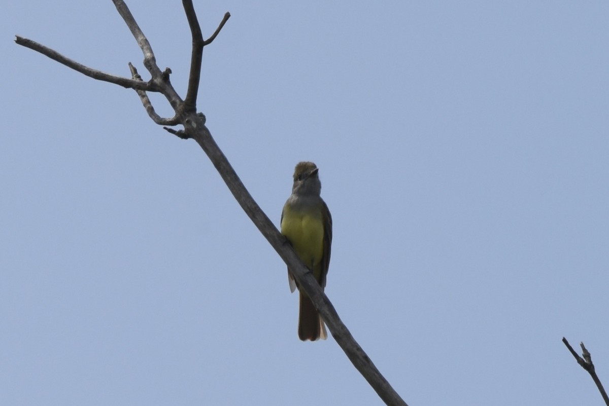 Great Crested Flycatcher - ML619762646