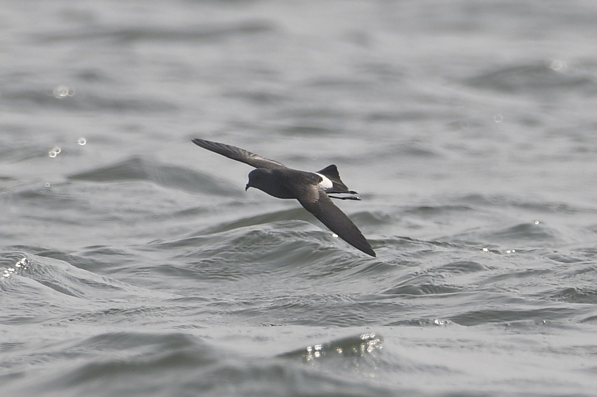 Wilson's Storm-Petrel - ML619762647