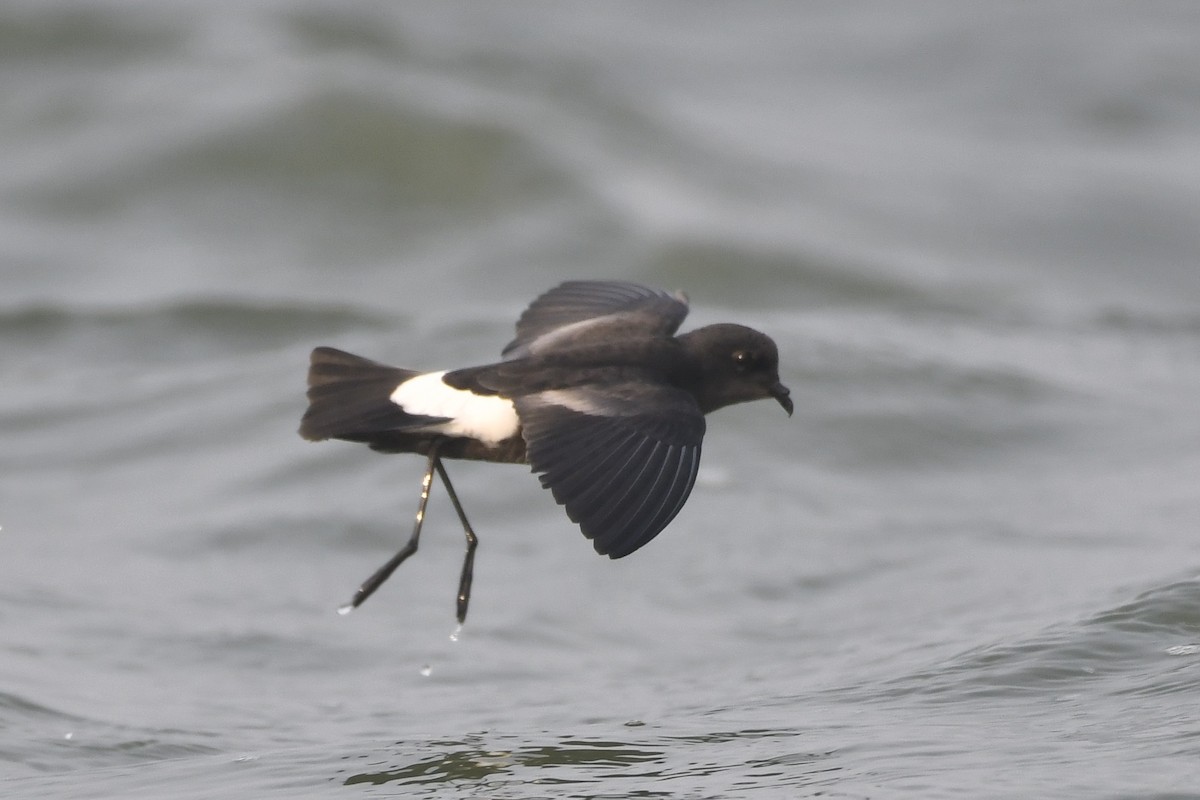 Wilson's Storm-Petrel - ML619762648