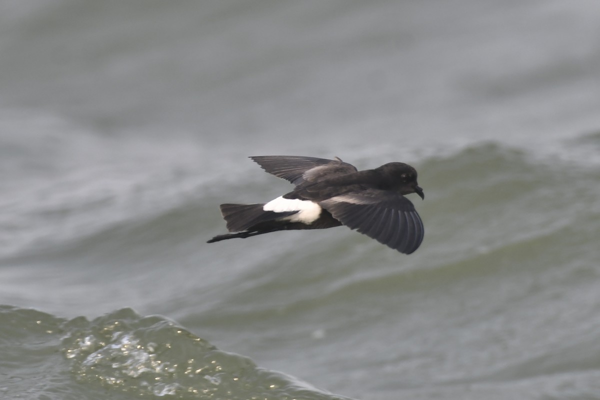 Wilson's Storm-Petrel - ML619762650