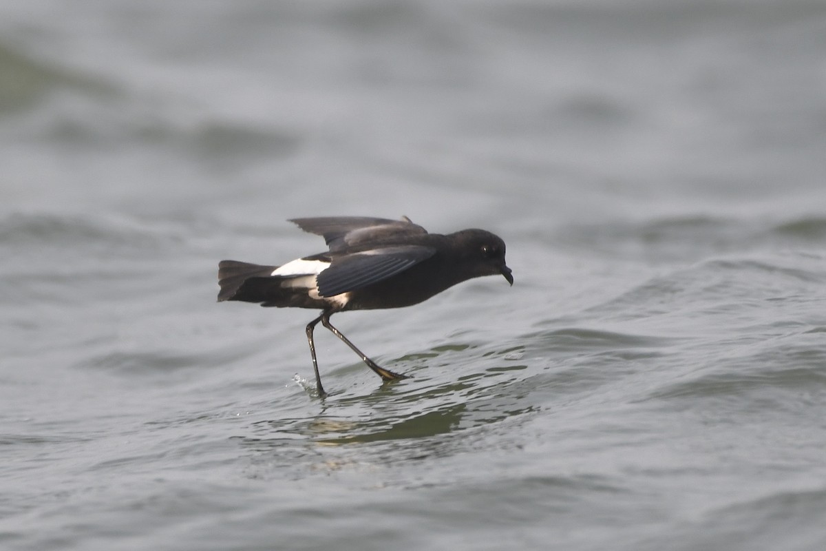 Wilson's Storm-Petrel - ML619762651