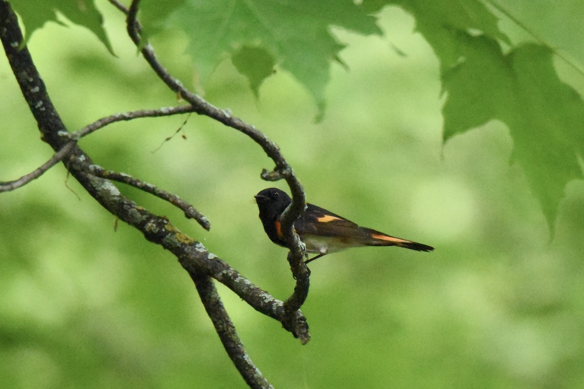 American Redstart - ML619762656