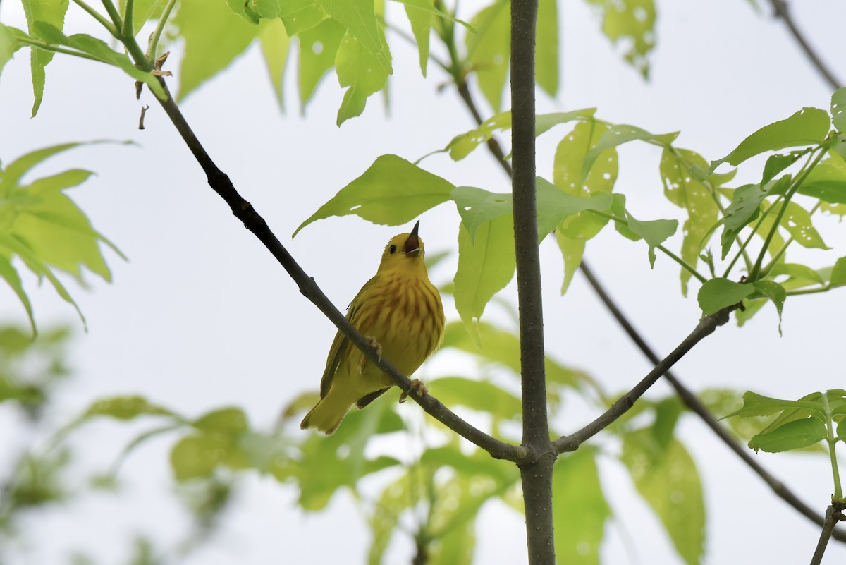 Paruline jaune - ML619762662