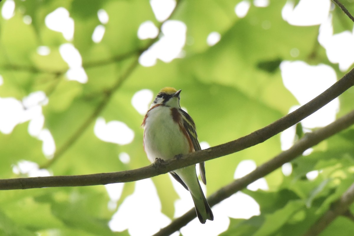 Chestnut-sided Warbler - ML619762667