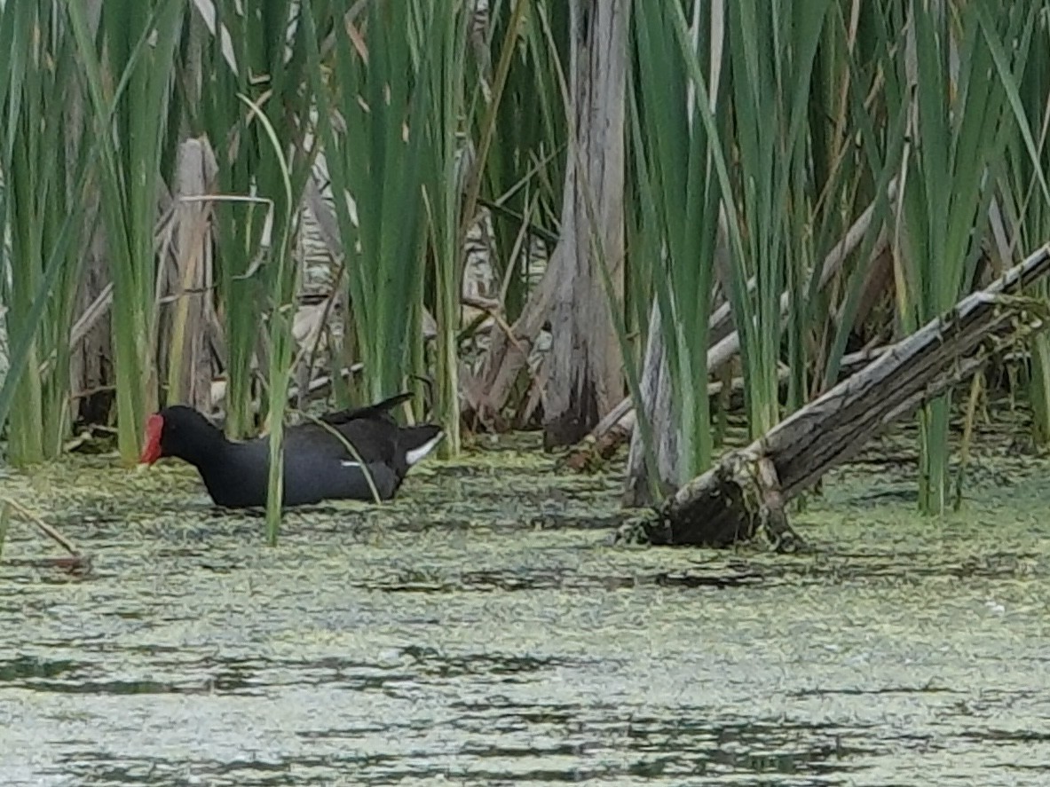 Common Gallinule - ML619762670