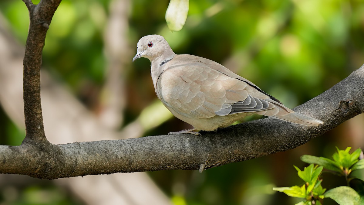 Eurasian Collared-Dove - Brendan Murtha