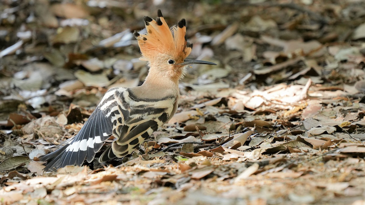 Eurasian Hoopoe - ML619762683