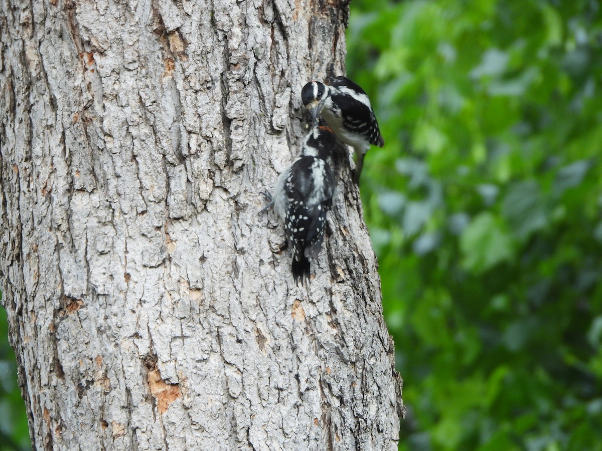 Hairy Woodpecker - ML619762727