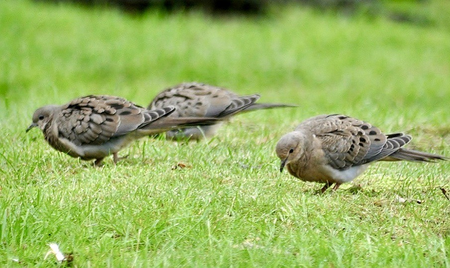 Mourning Dove - ML619762738