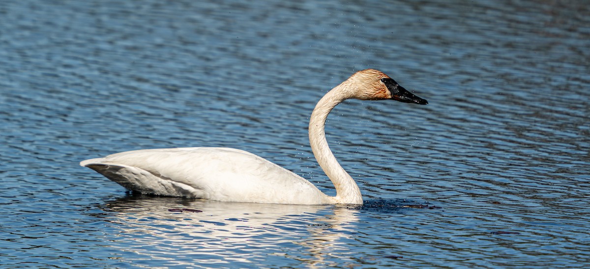 Trumpeter Swan - ML619762739