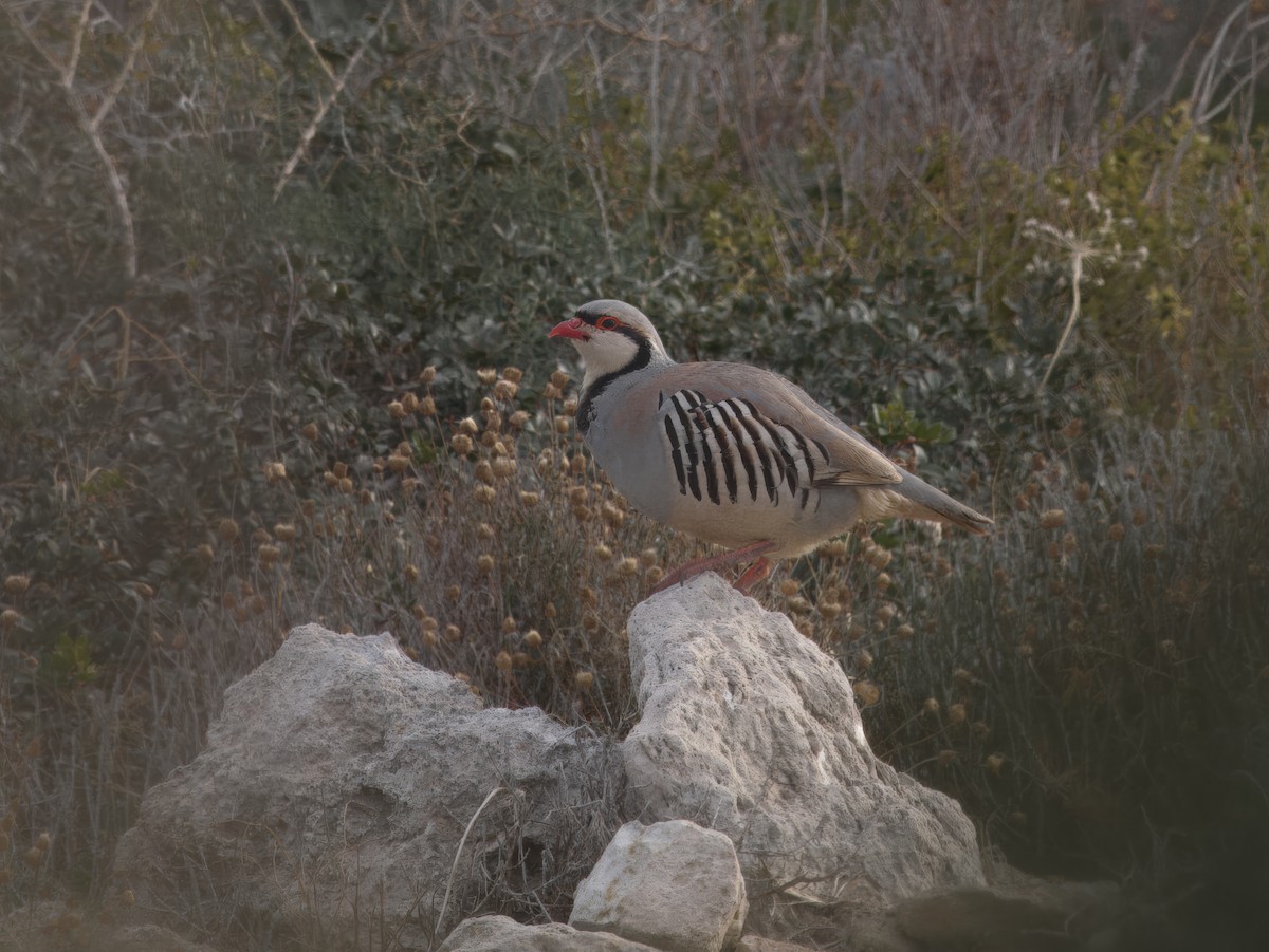 Chukar - ML619762740