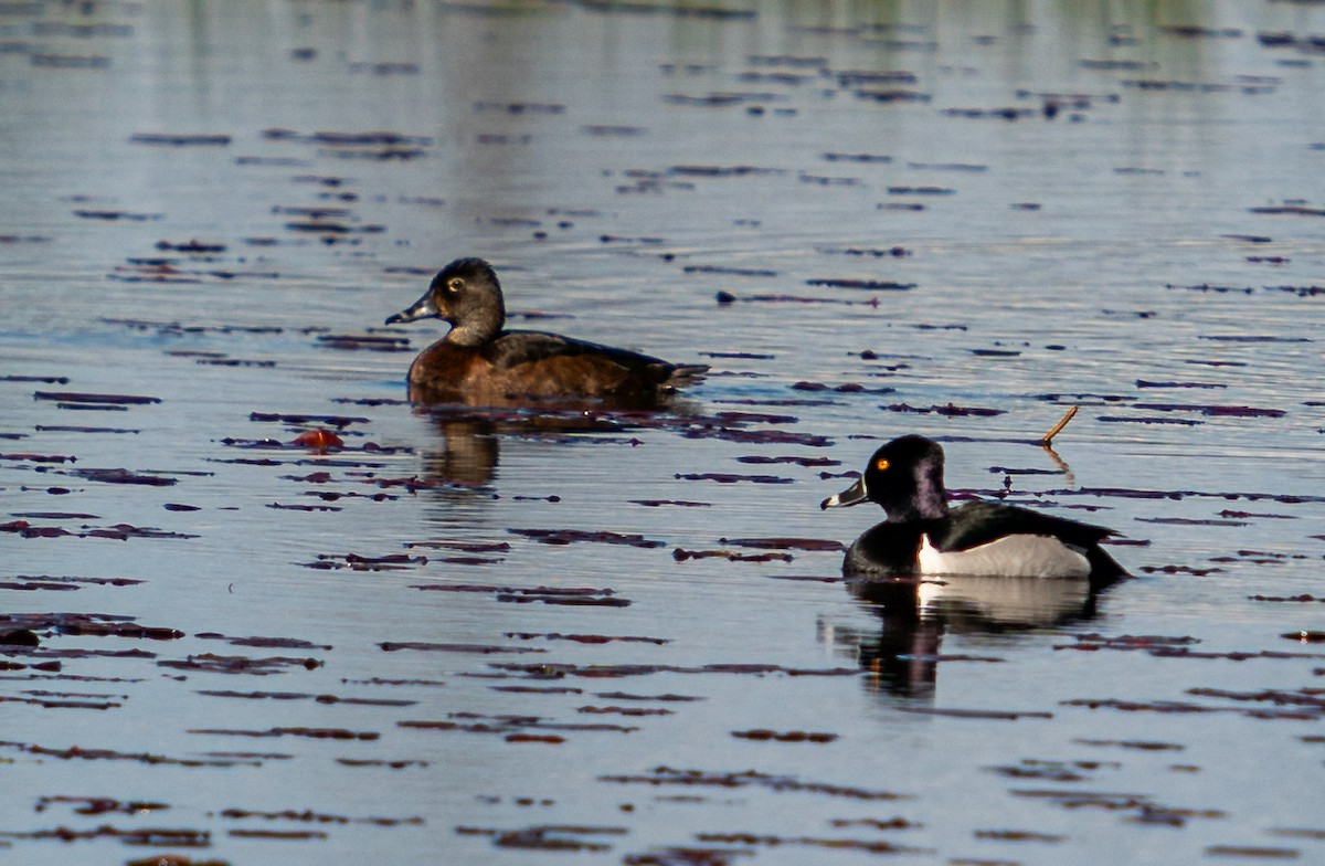 Ring-necked Duck - ML619762748