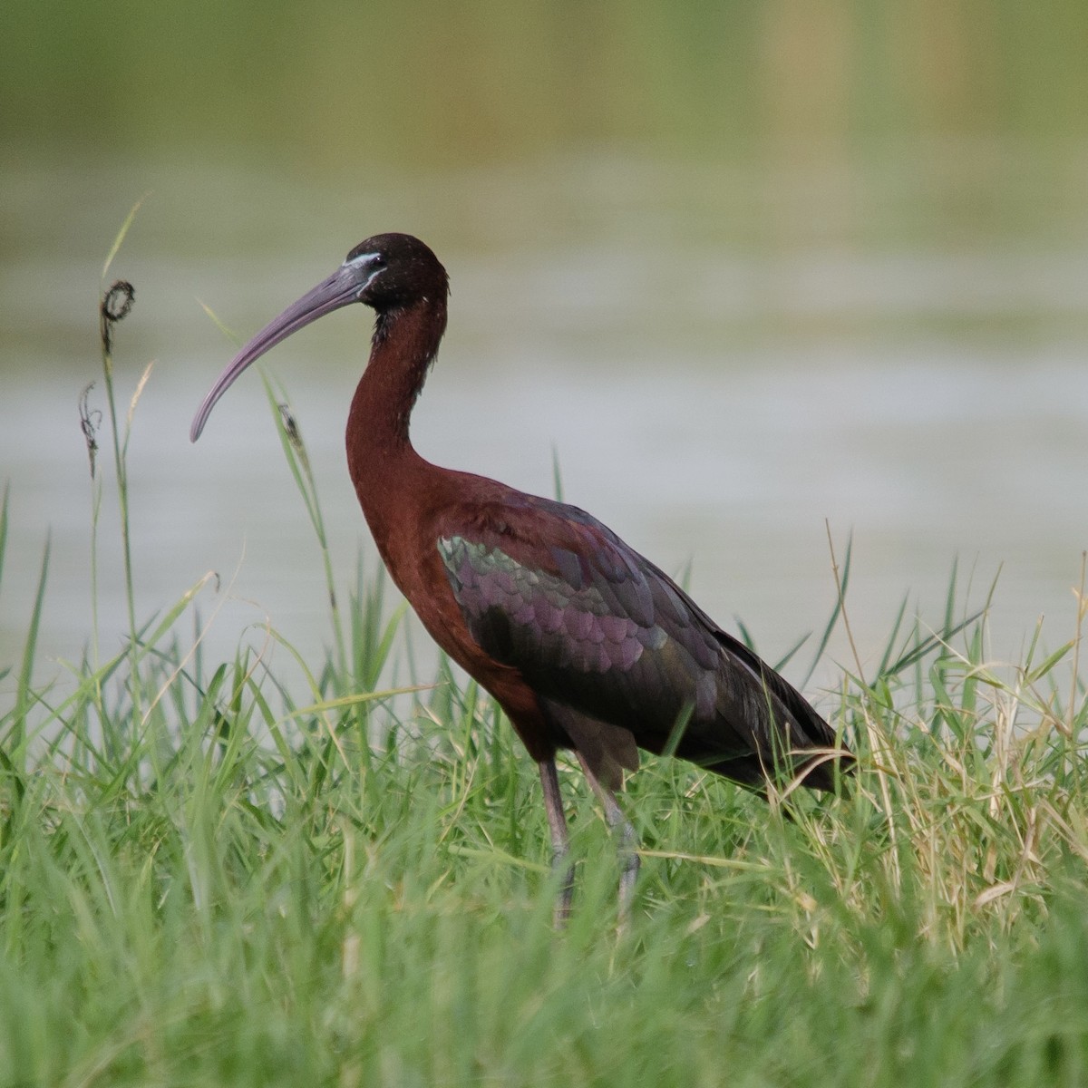 ibis hnědý - ML619762752