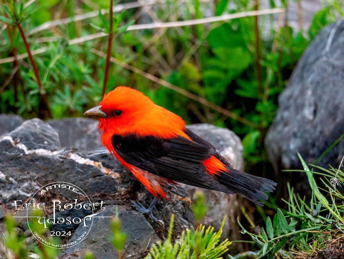 Scarlet Tanager - ML619762760