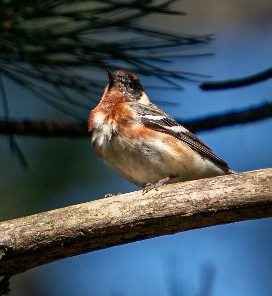 Bay-breasted Warbler - ML619762761