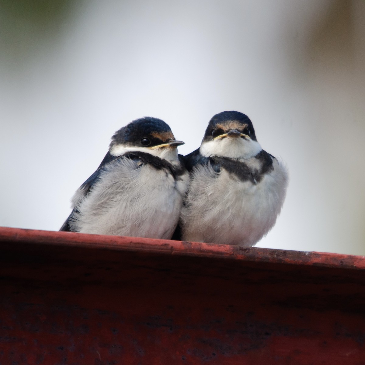 White-throated Swallow - ML619762764