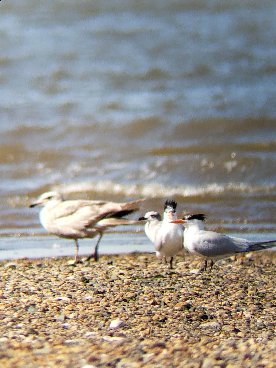 Royal Tern - ML619762775