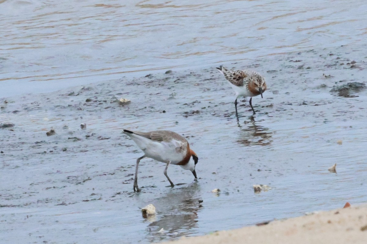 Rotkehl-Strandläufer - ML619762797