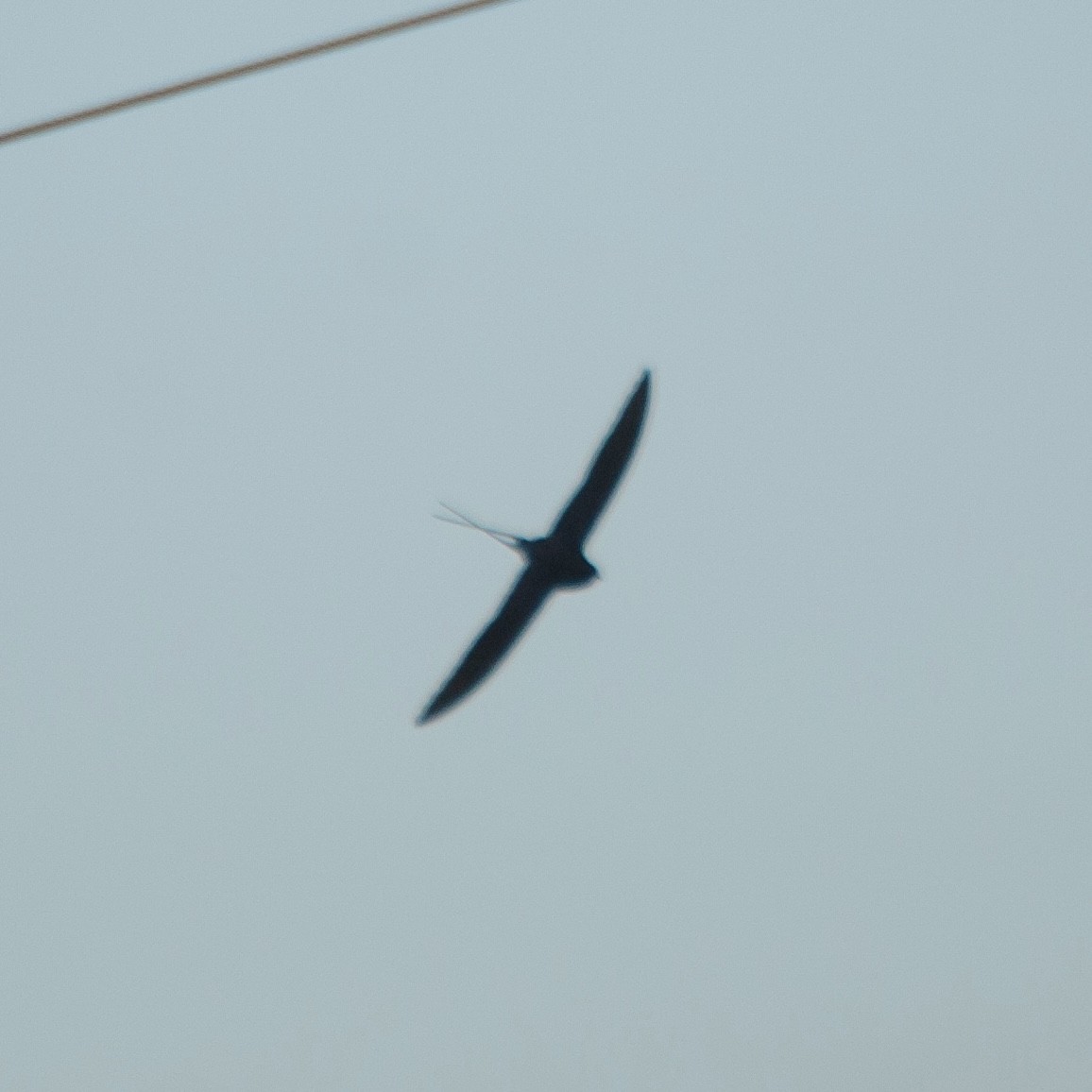 Montane Blue Swallow - ML619762807