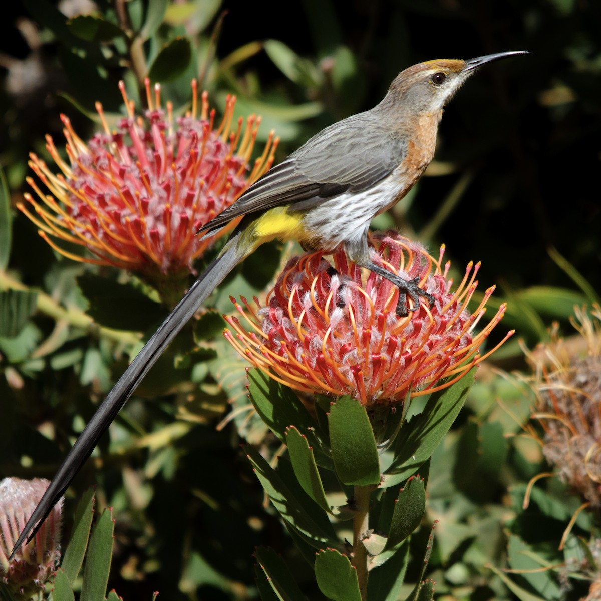 Gurney's Sugarbird - Duwan Botha
