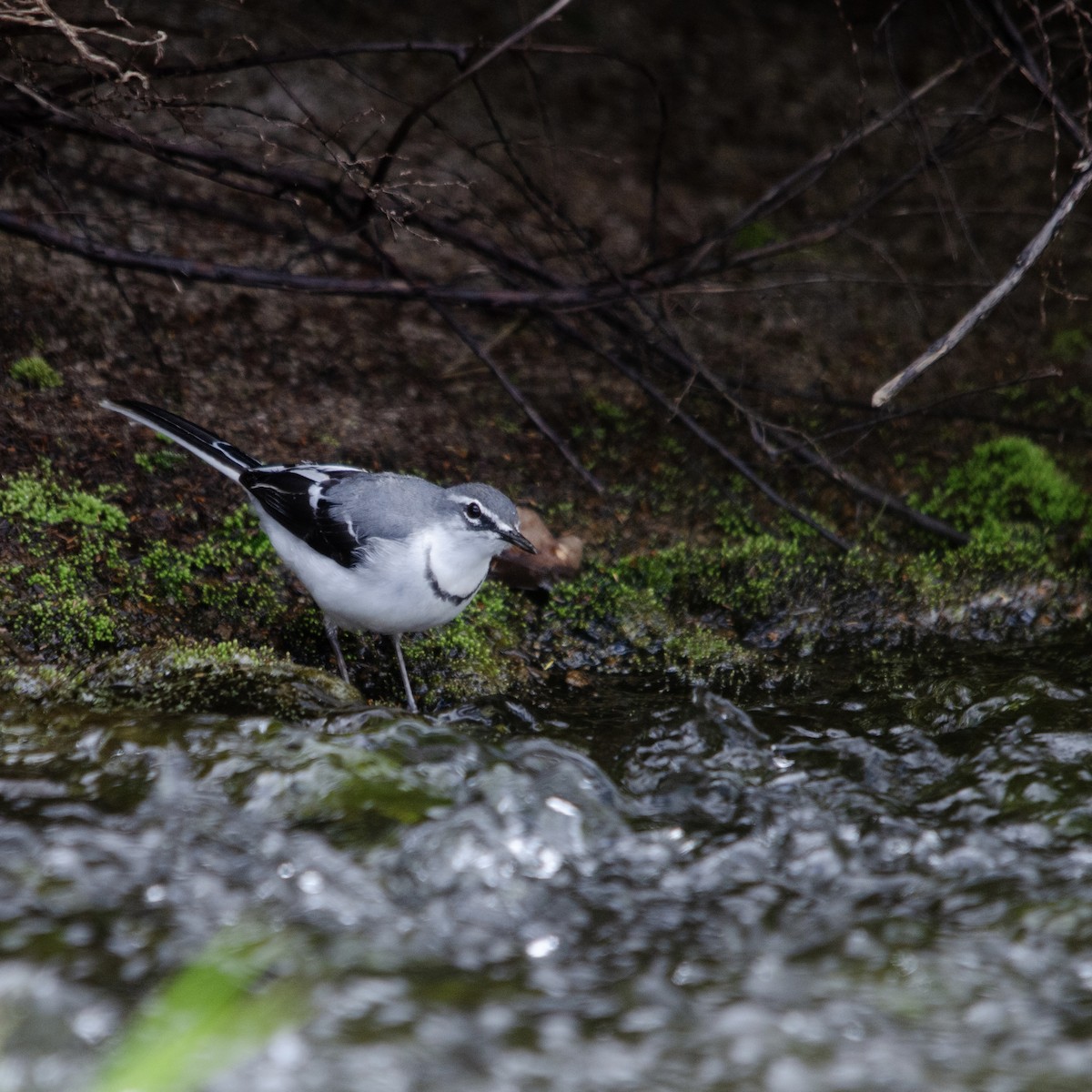 Mountain Wagtail - ML619762825