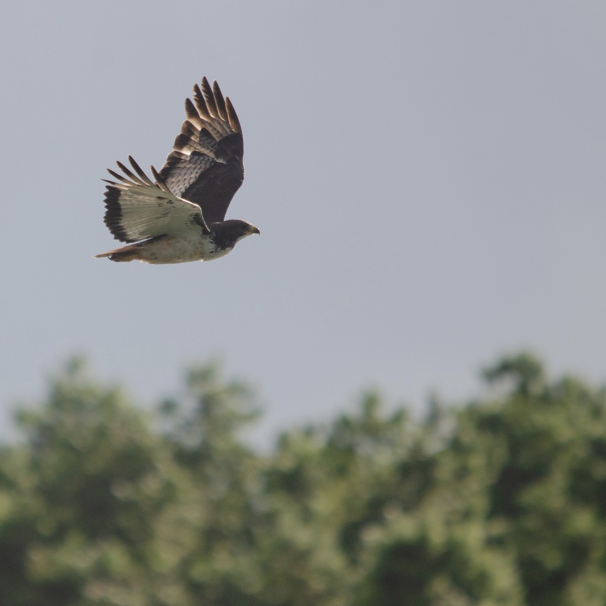 Augur Buzzard - ML619762842