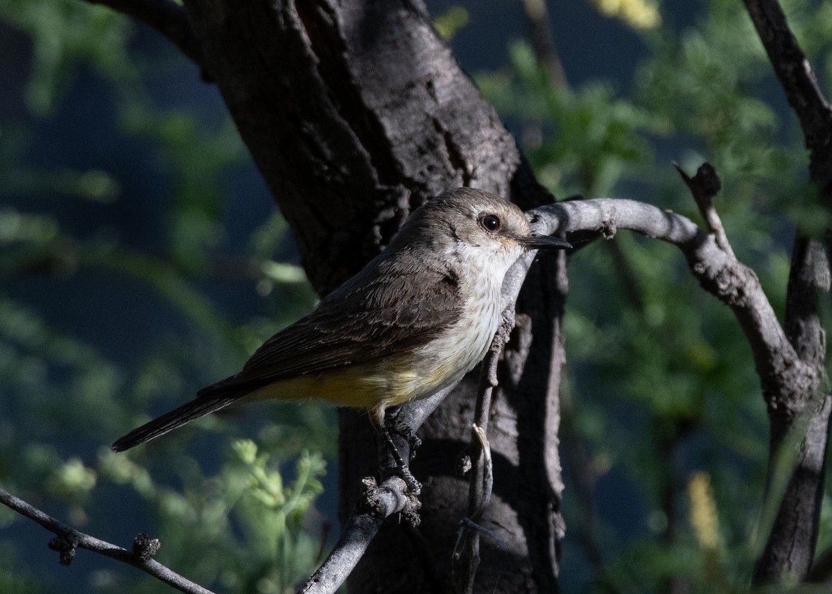 Vermilion Flycatcher - ML619762844