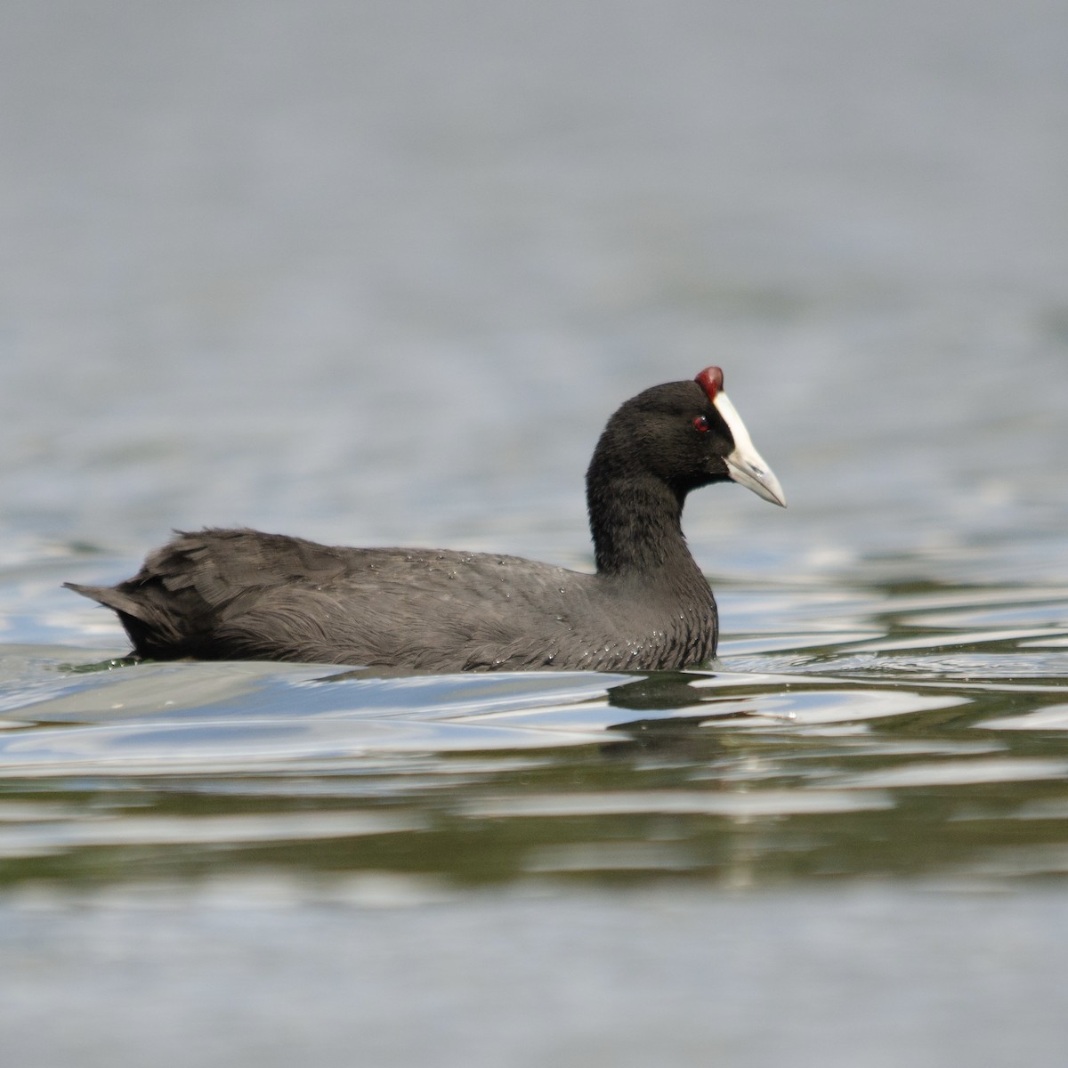 Red-knobbed Coot - ML619762848