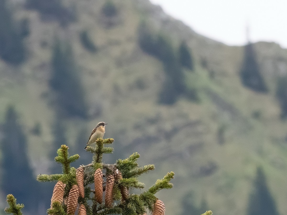 Whinchat - ML619762866