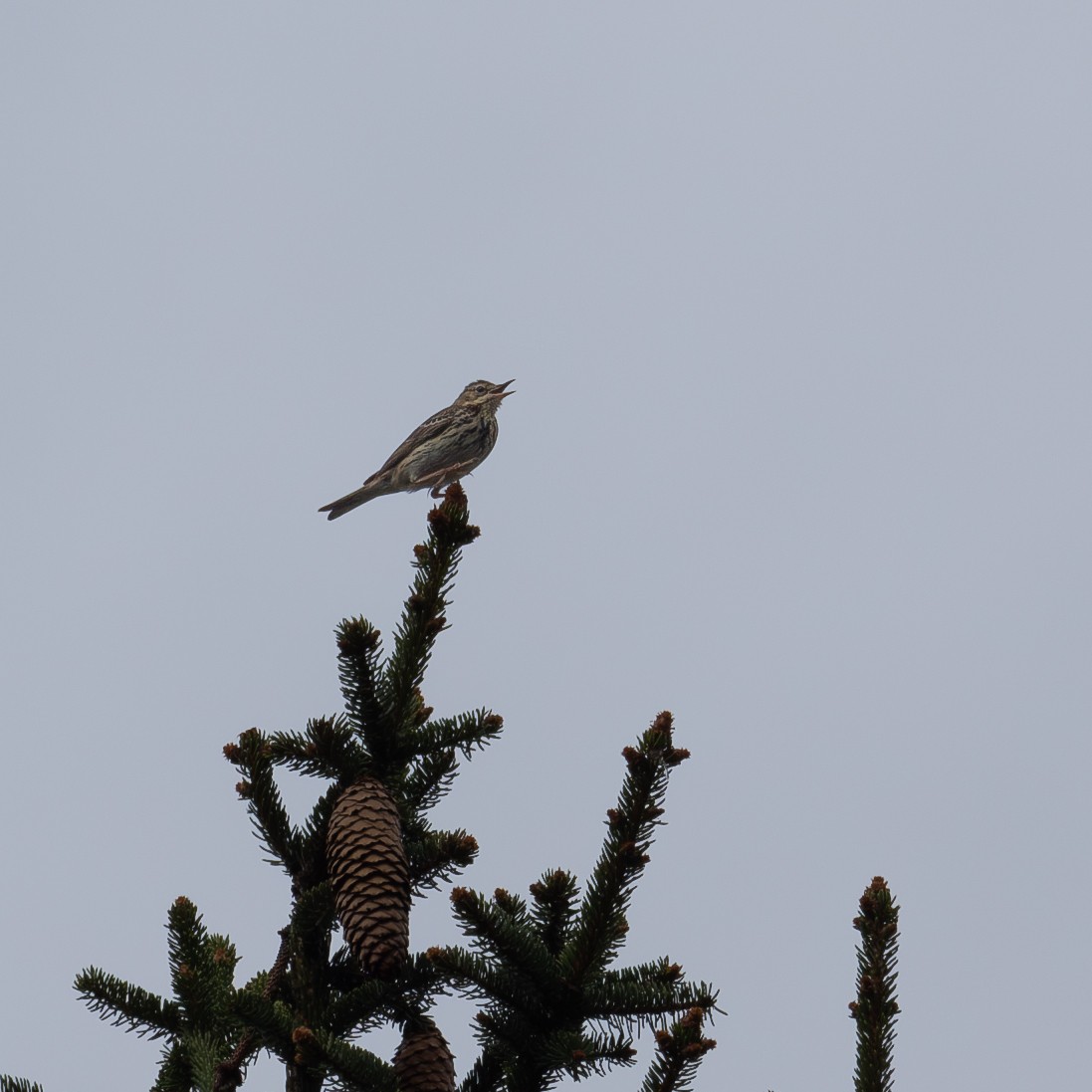 Tree Pipit - ML619762867