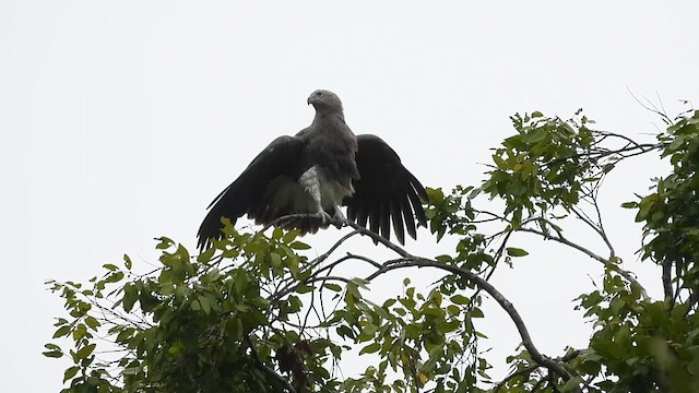 Lesser Fish-Eagle - ML619762872