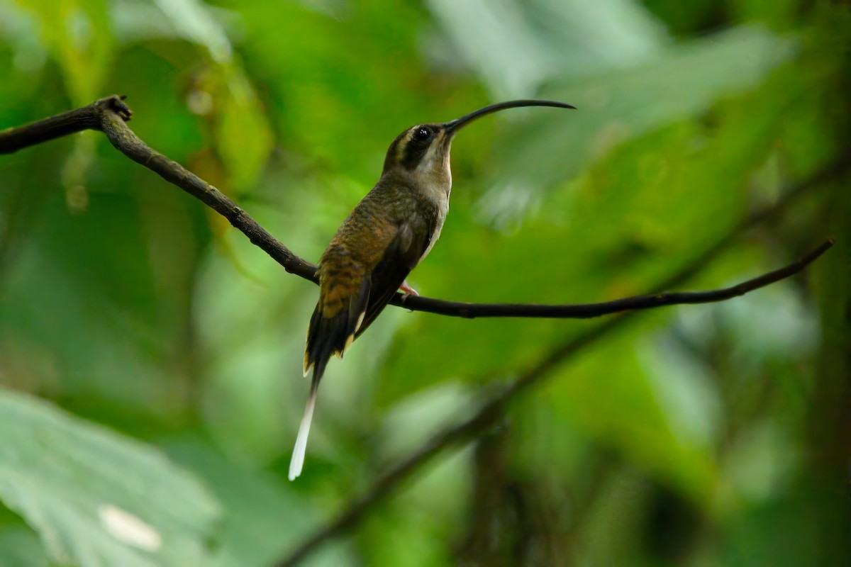 kolibřík tmavolící - ML619762885