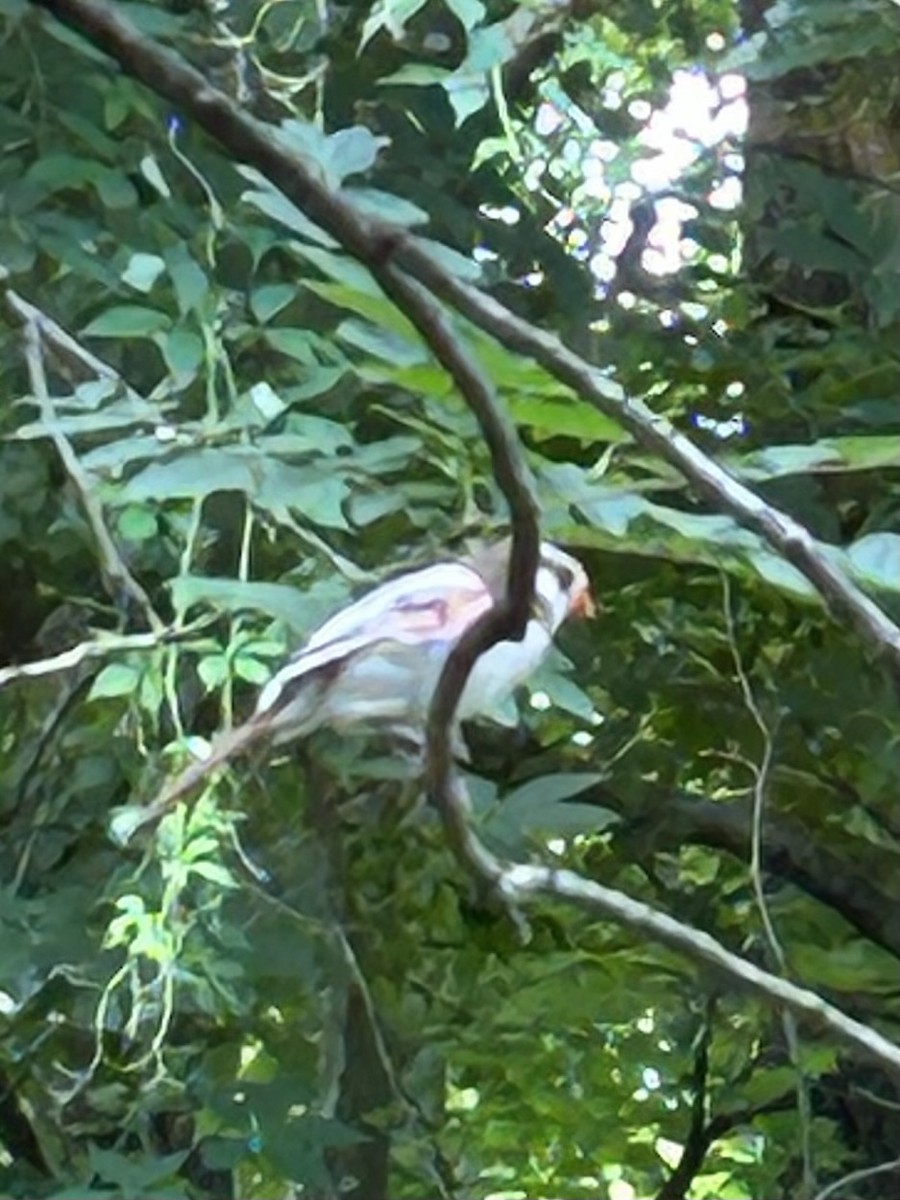 Northern Cardinal - ML619762935