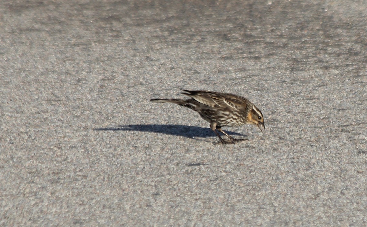 Red-winged Blackbird - ML619762957