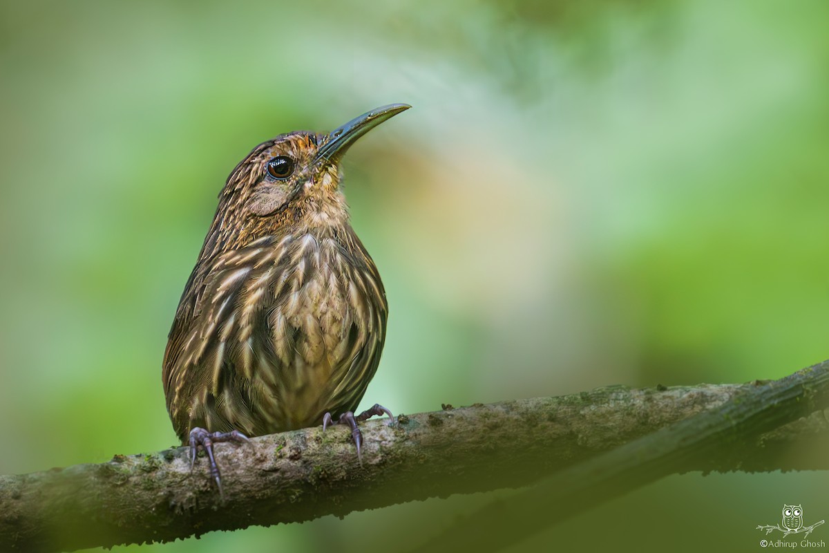 Long-billed Wren-Babbler - ML619762960