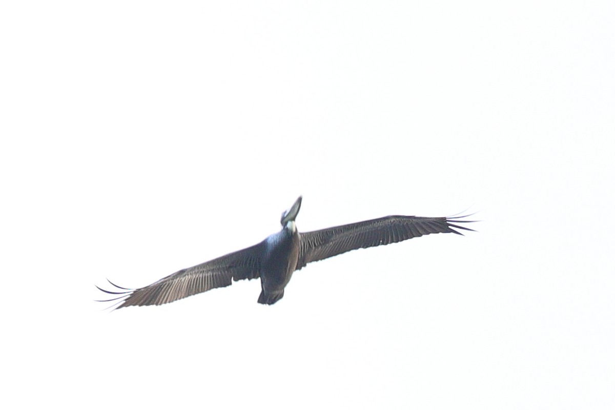 Brown Pelican - ML619762979