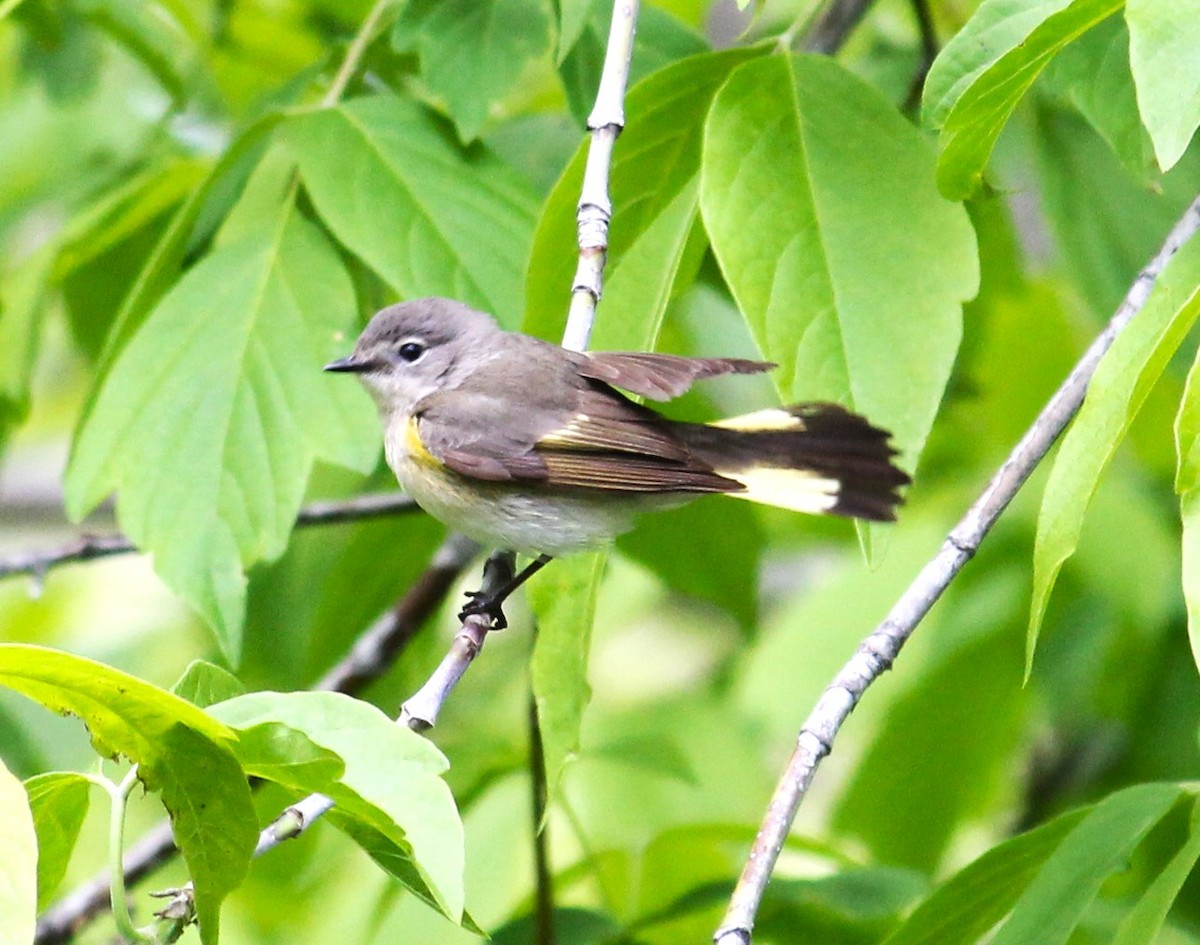 American Redstart - ML619763017