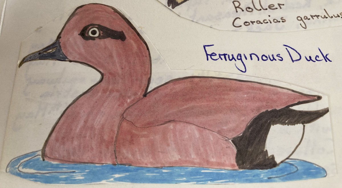 Ferruginous Duck - ML619763047