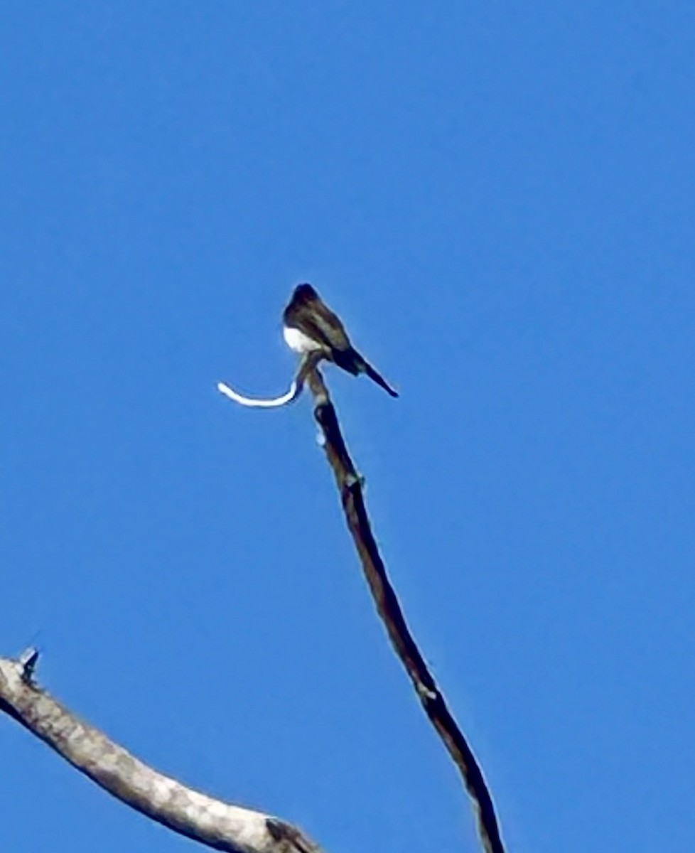 Black Phoebe - ML619763050
