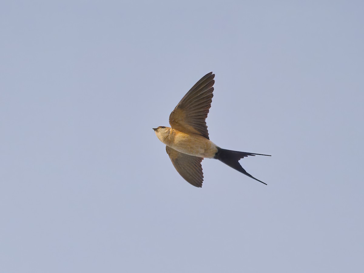 Red-rumped Swallow (Red-rumped) - Peter Carlsson