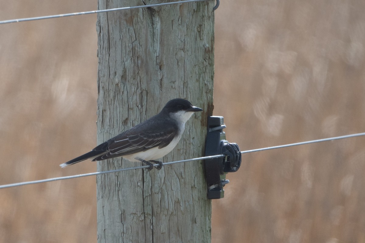 Eastern Kingbird - ML619763098