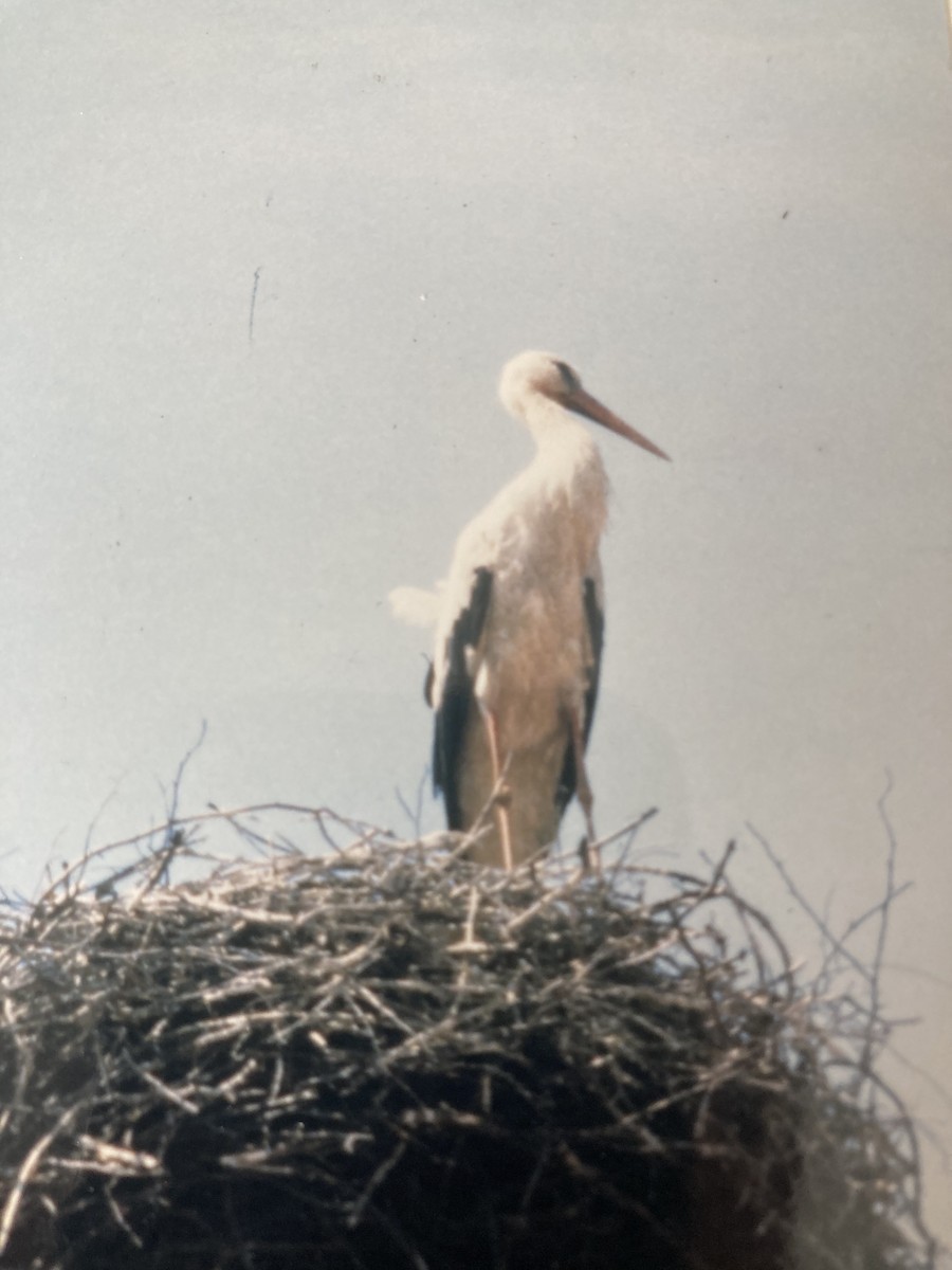 White Stork - ML619763117