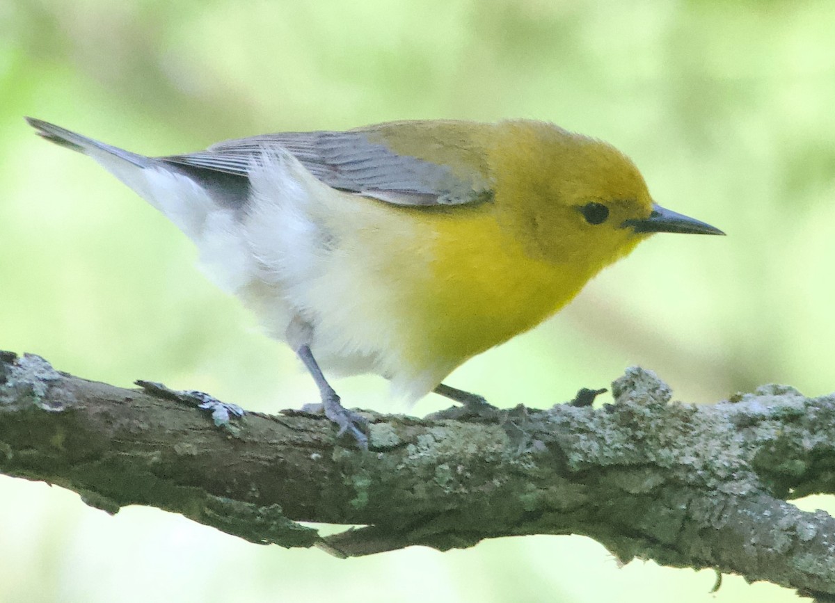 Prothonotary Warbler - ML619763145