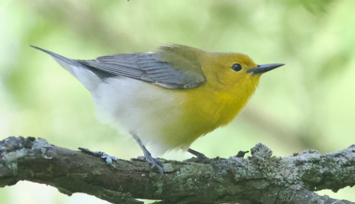 Prothonotary Warbler - ML619763146