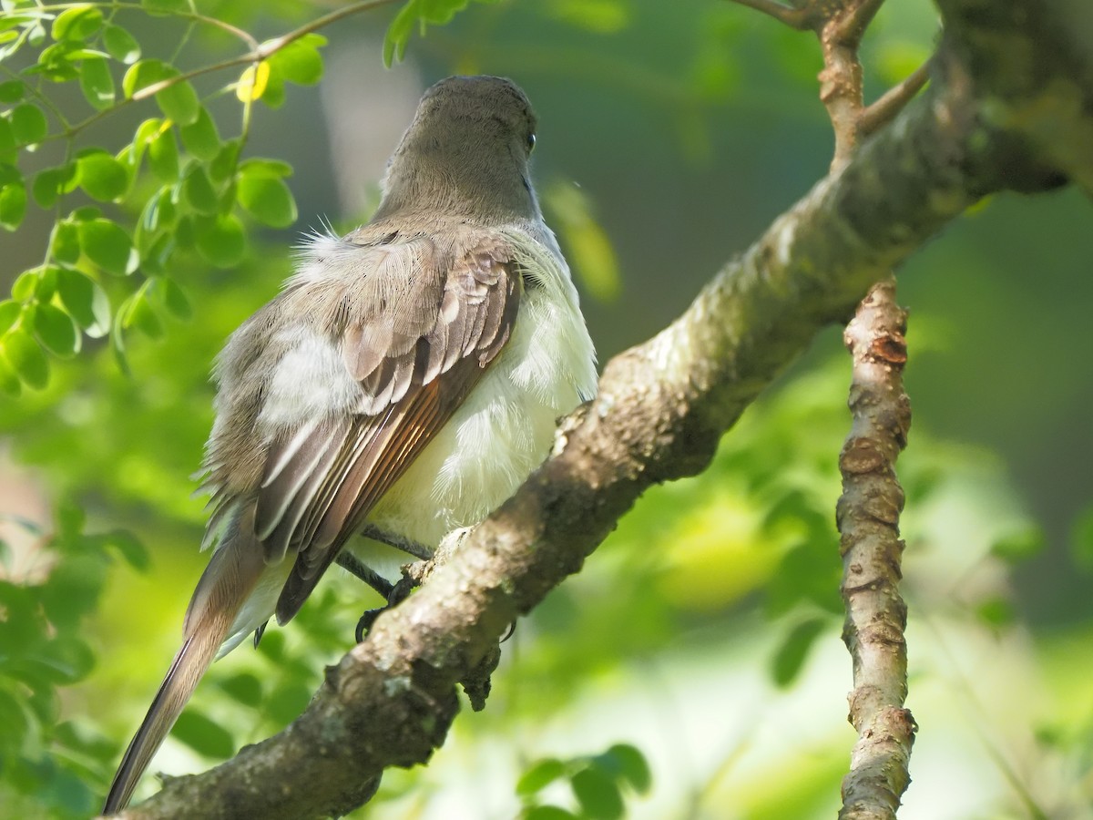 Grenada Flycatcher - Bert Frenz