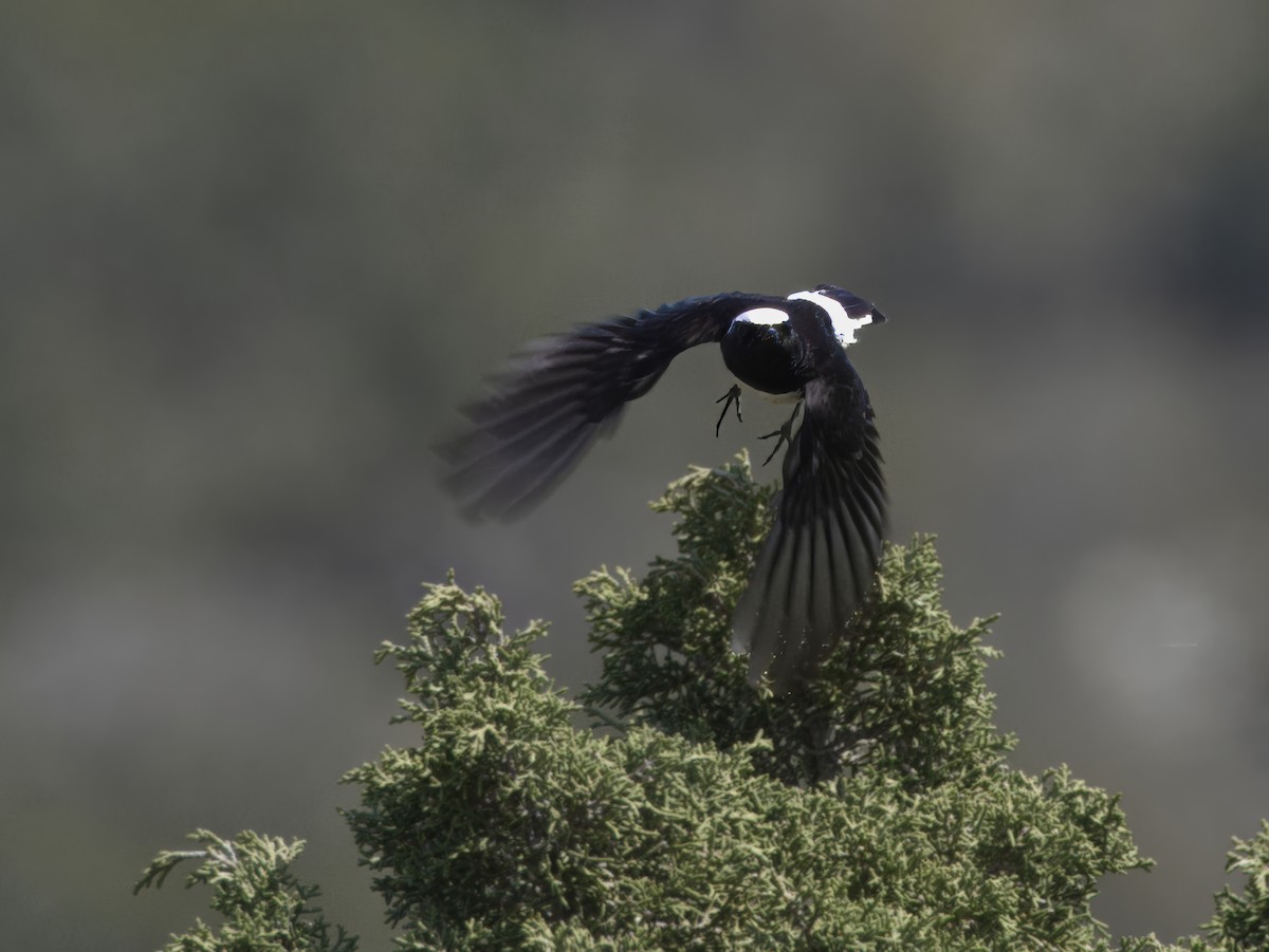 Cyprus Wheatear - ML619763181